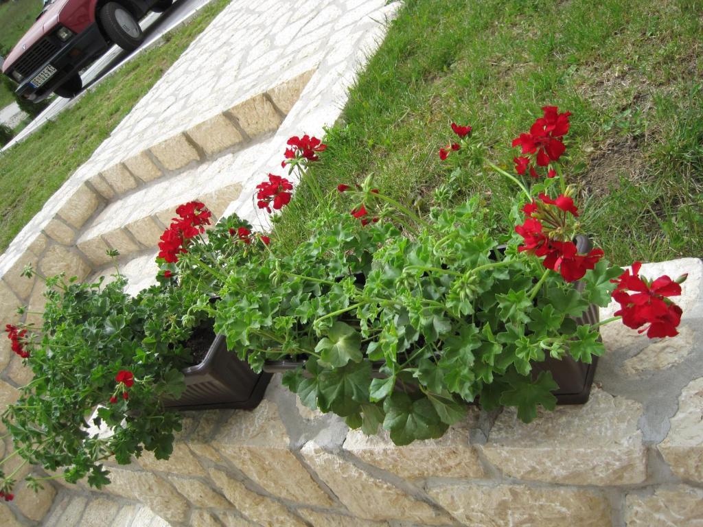 Apartments Bohemia Zlatibor Dış mekan fotoğraf